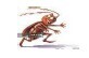 Cockroach running clipart.
