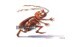 Running Cockroach clipart.